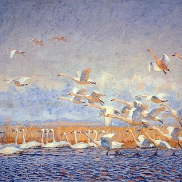 Svanerne letter Fiil sø, 1914